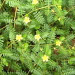 Goathead flowers have a thorn that is flattening tires in the Sierra.