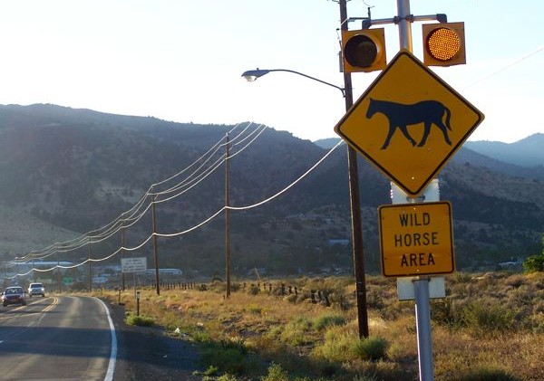 Wild horses posing a problem on Nevada highways