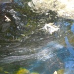 oil sheen A sheen of what appears to be oil floats on Taylor Creek Sept. 18. Photo/Kathryn Reed