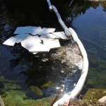 spill-1 A sheen of oil is stopped Sept. 18 by a boom in Taylor Creek. Photos/Kathryn Reed