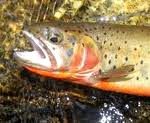 trout