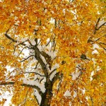 Dirk Yuricich is having a photo exhibit of fall colors. Photo/Provided
