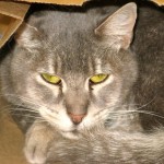 cat