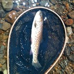 A Lahontan cutthroat troat near Meiss Meadow. Photo/Dick White