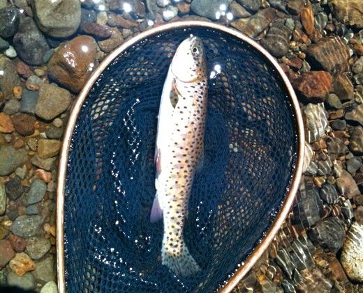 Upper Truckee River scenic designation hits snag