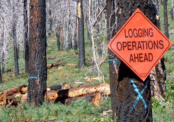 10,000-acre thinning project may start in 2012 on S. Shore
