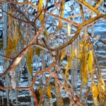 Ice earlier this month near the edge of Lake Tahoe. Photo/Kathryn Reed