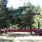 tree CalFire crews load this year's state Christmas tree. Photo/CalFire