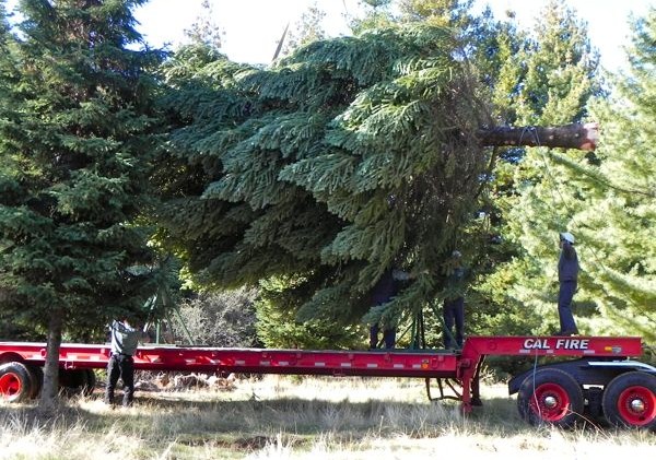 State Christmas tree hails from El Dorado County