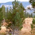 washoe