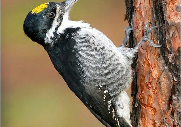 Woodpecker may alter how USFS manages its land
