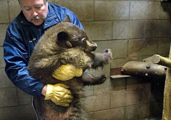 California rethinking how it manages bear population