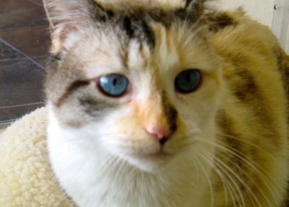 Tahoe Tails — Adoptable Pets in South Lake Tahoe