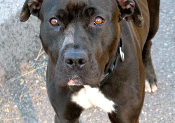 Tahoe Tails — Adoptable Pets in South Lake Tahoe