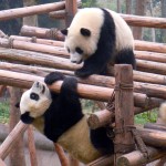 pandas