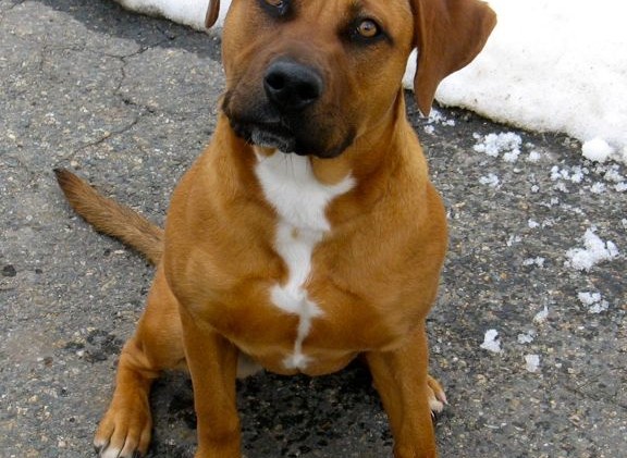 Tahoe Tails — Adoptable Pets in South Lake Tahoe