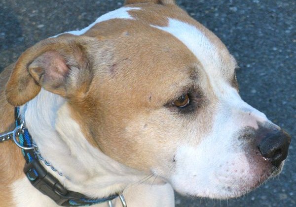 Tahoe Tails — Adoptable Pets in South Lake Tahoe