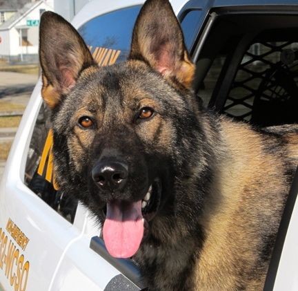 4-legged deputy joins Washoe County Sheriff’s Office