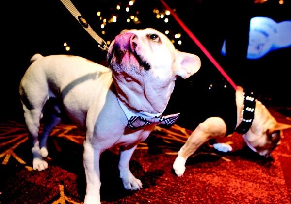Canines welcome at black tie fundraiser