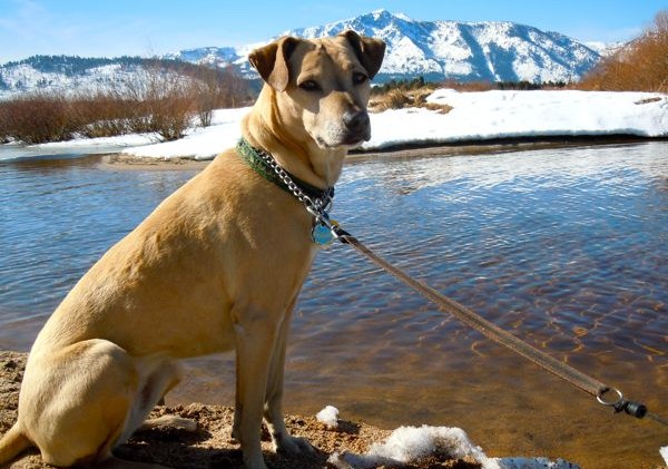 Owners of unleashed dogs in Upper Truckee Marsh to be cited