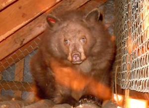 bear-1