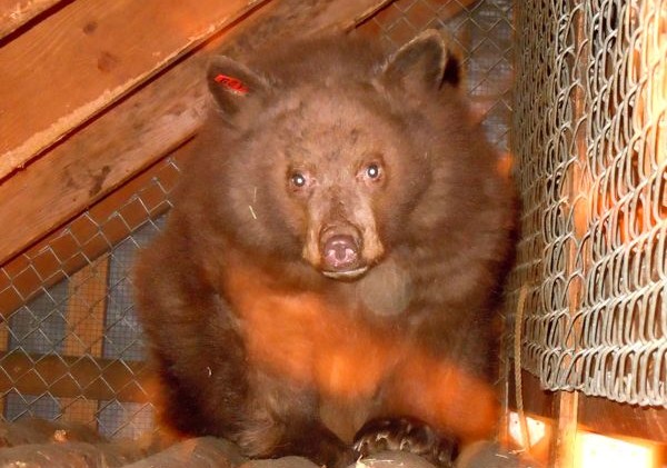 Injured cub leaves Tahoe to return home to the wild