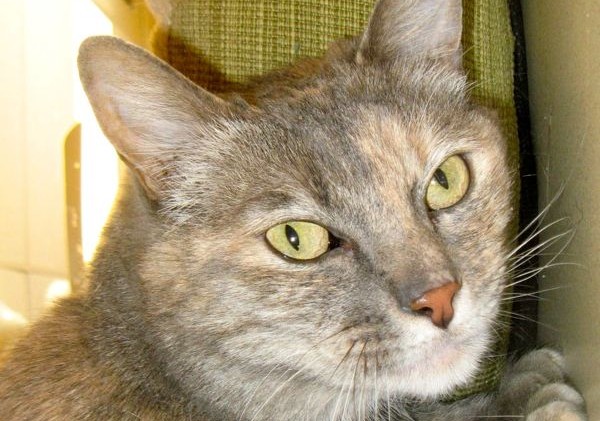 Tahoe Tails — Adoptable Pets in South Lake Tahoe