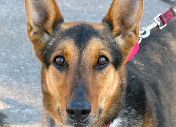 Tahoe Tails — Adoptable Pets in South Lake Tahoe