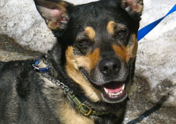 Tahoe Tails — Adoptable Pets in South Lake Tahoe