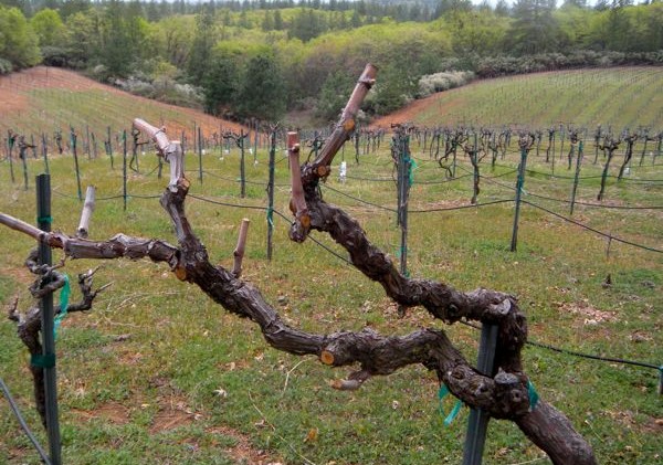 Vineyard’s dirt affects what’s in your glass