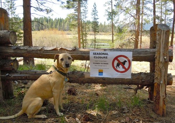Law breakers force all dogs from Upper Truckee Marsh