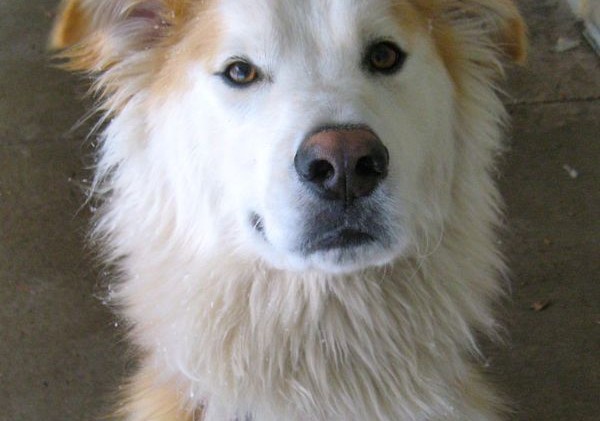 Tahoe Tails — Adoptable Pets in South Lake Tahoe