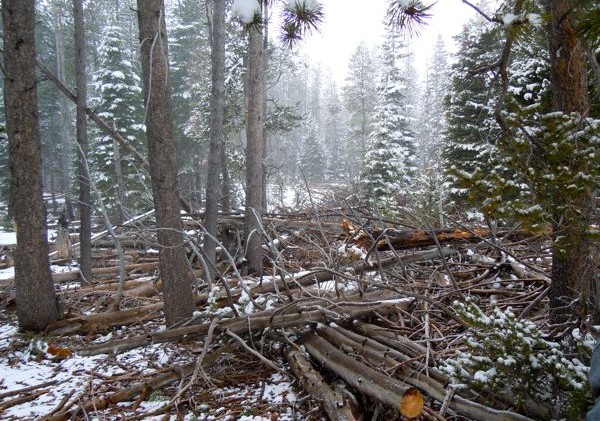 USFS multimillion dollar South Shore fuels reduction project to start this summer