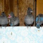 stellar jays