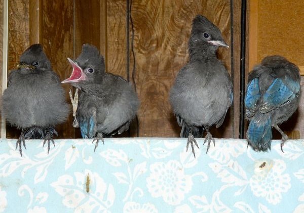 Dead Tahoe bird tests positive for West Nile virus
