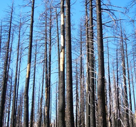 Papers filed to protect rare woodpecker living in Angora burn