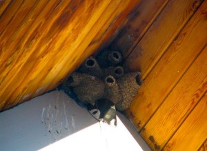 nest