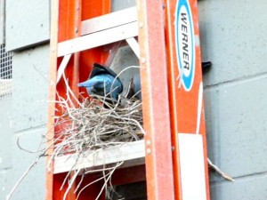 nest