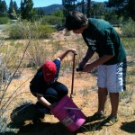 planting