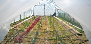 farm-3