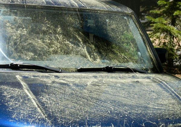Coat of pollen mucking up most of Tahoe
