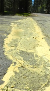 pollen-2