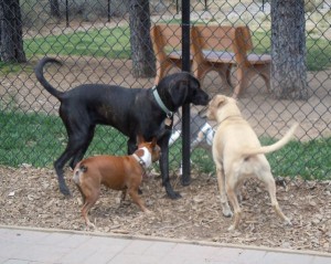 dogs