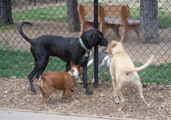S. Tahoe dog park to include agility features