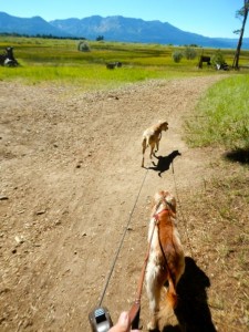 dogs-1