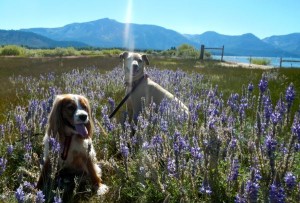 dogs-2