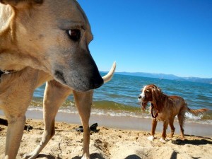 dogs-3