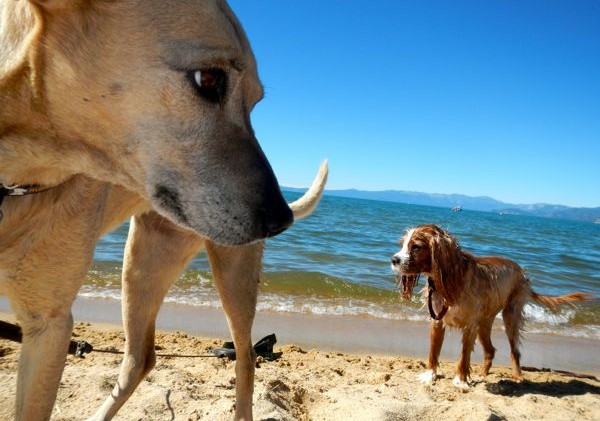 Upper Truckee Marsh dog ban over; leashes mandatory