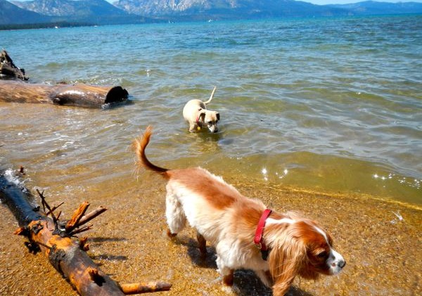 Letter: Finding solutions to dog poop