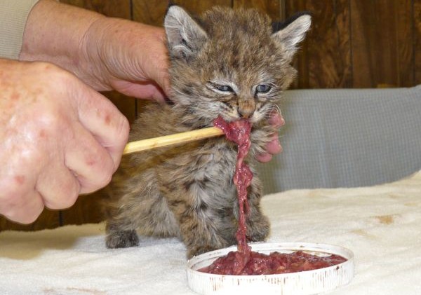 Baby bobcat healing with help from LTWC